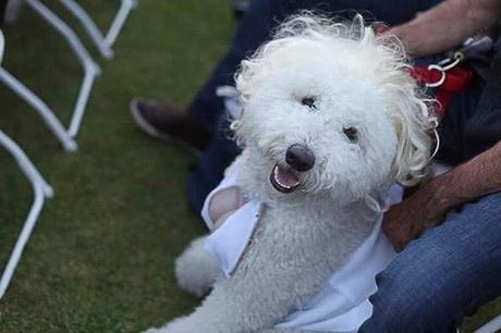 dog dressed as Marilyn Monroe in 