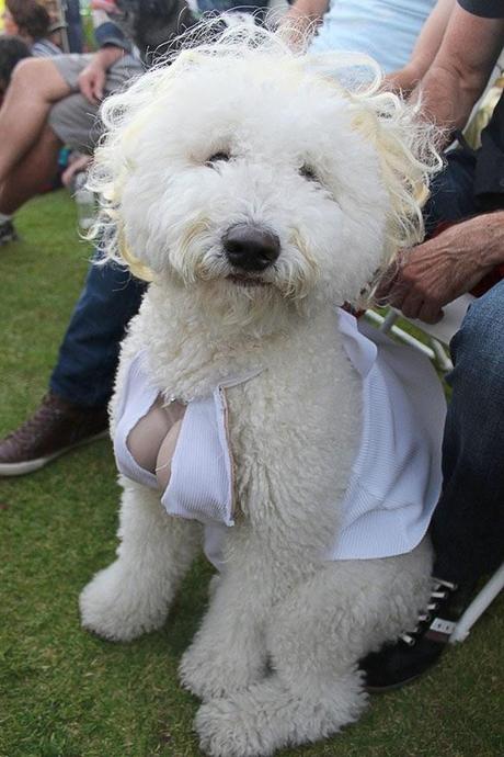 DOG Dresses in DRAG as Marilyn Monroe!