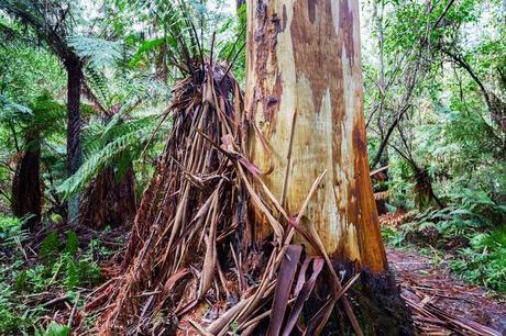 strips of peeling bark from Eucalyptus regnans
