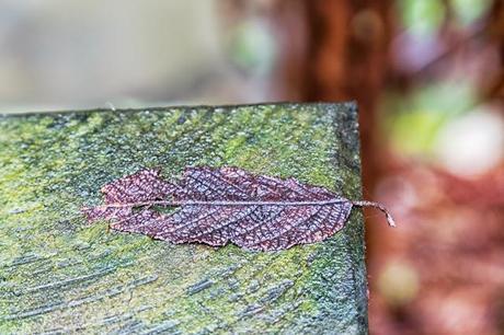 leaf on timber walkway