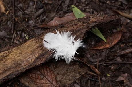 white feather on ground