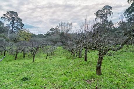 apple orchard lorne