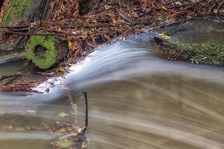 water around tree stump henderson creek