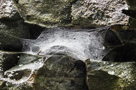 spider web in rock wall
