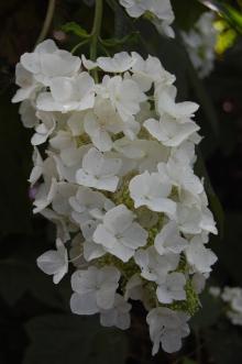 Hydrangea quercifolia Flower (27/07/2013, Kew Gardens, London)