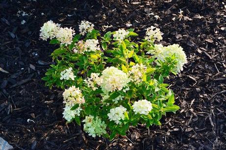 Blooms, who needs blooms and a terrifying addition to the garden