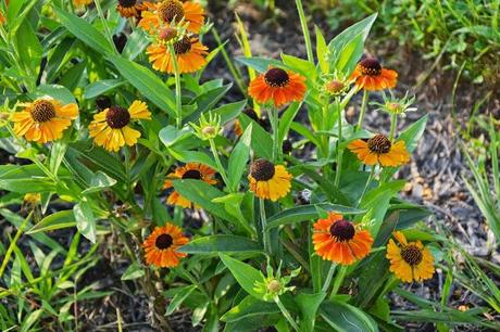 Blooms, who needs blooms and a terrifying addition to the garden