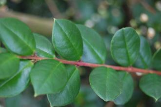 Luma apiculata Leaf (27/07/2013, Kew Gardens, London)