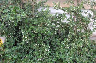 Luma apiculata (27/07/2013, Kew Gardens, London)