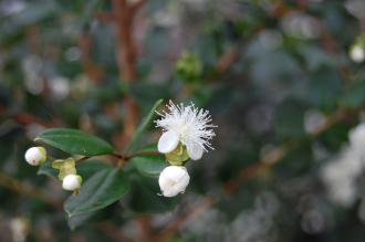 Luma apiculata Flower (27/07/2013, Kew Gardens, London)