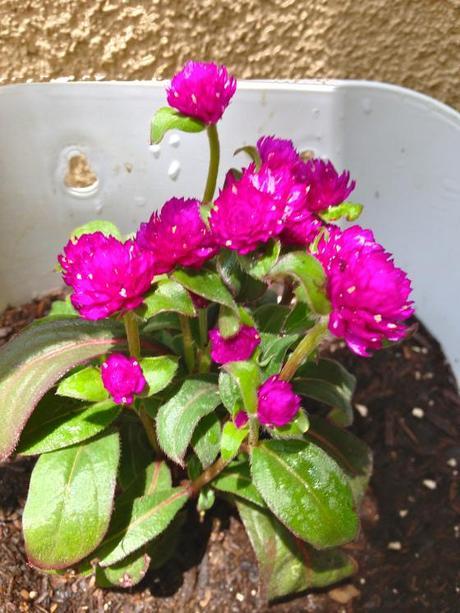 Living and Learning IMG_7817