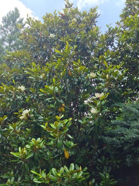 Living and Learning IMG_7204