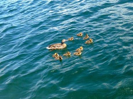 Living and Learning IMG_7539