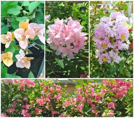 Living and Learning PicMonkey Collage