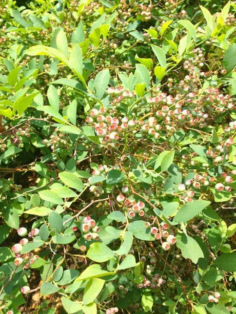 Living and Learning IMG_7178