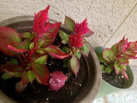 Living and Learning IMG_7824