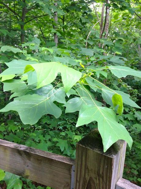 Living and Learning IMG_7141