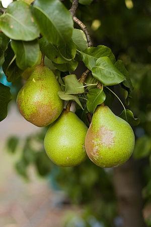 Three Pears in Tasmania, Australia