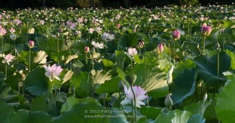 Lotus - nelumbo nucifera