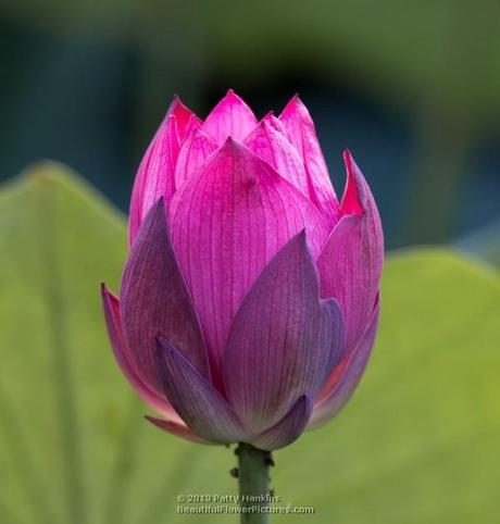 Lotus - nelumbo nucifera