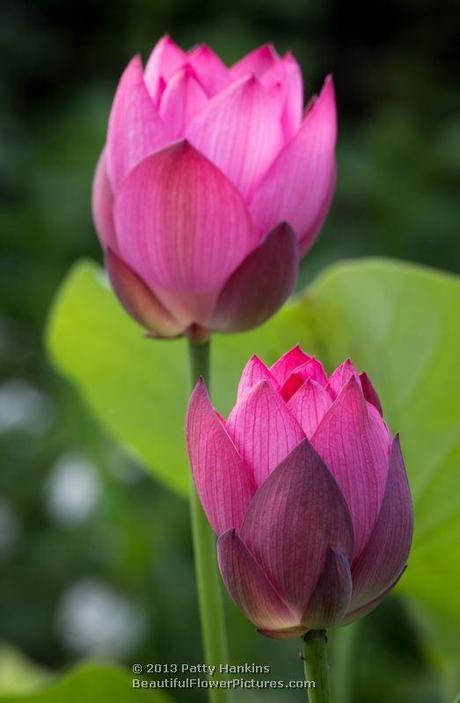 Lotus - nelumbo nucifera