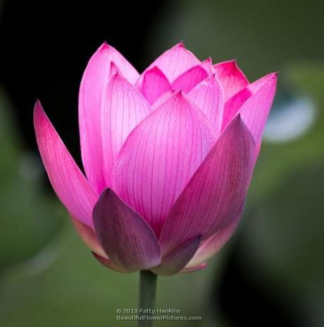 Lotus - nelumbo nucifera