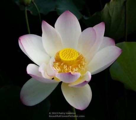 Lotus - nelumbo nucifera