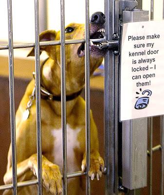 VIDEO: Who Let the DOGS Out?: The Great Shelter Escape!