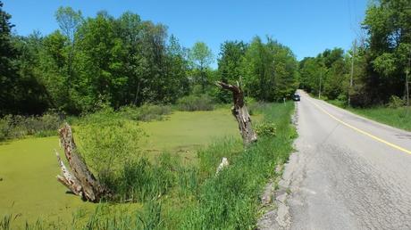 pond along roadway where painted turtles live - ontario