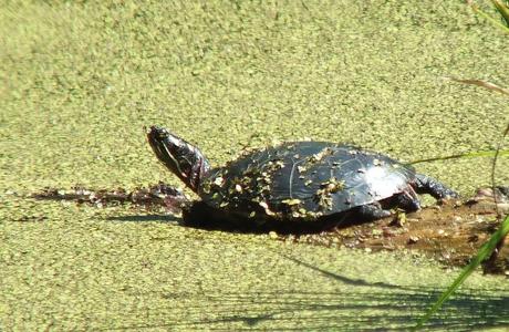 painted turtle - sits in pond near forks of the credit - ontario