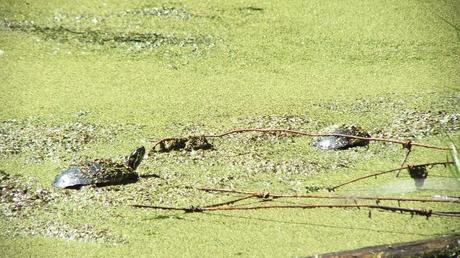 two painted turtles in pond near forks of the credit - ontario