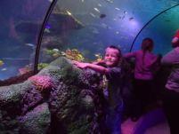 Holiday, Day 2 (Part 2!) – Sea Life, Manchester
