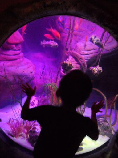 Holiday, Day 2 (Part 2!) – Sea Life, Manchester