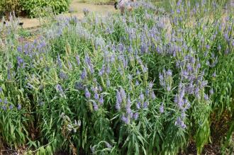 Veronica longifolia (27/07/2103, Kew Gardens, London)