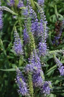 Veronica longifolia Flower (27/07/2103, Kew Gardens, London)