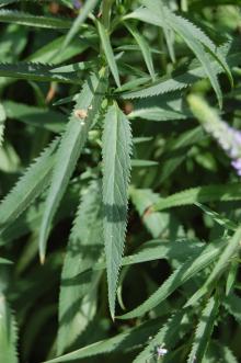 Veronica longifolia Leaf (27/07/2103, Kew Gardens, London)