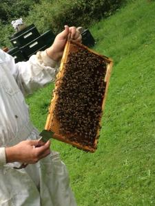 beekeeper and bees