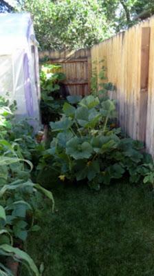 Escapees from Squash Patch