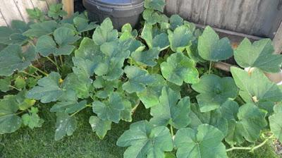 Escapees from Squash Patch