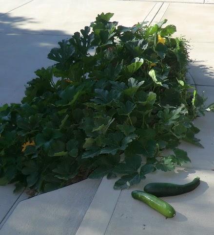 Escapees from Squash Patch