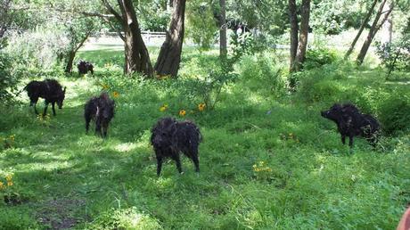 The Boars of Sally Island (five boars) - Mosaiculture - Montreal Botancial Gardens