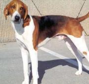 American Foxhound