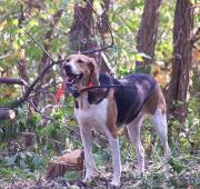 American Foxhound