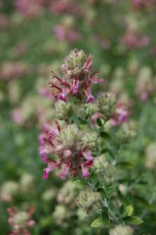 Teucrium marum Flower (27/07/2013, Kew Gardens, London)