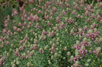 Teucrium marum (27/07/2013, Kew Gardens, London)