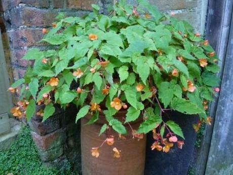 begonia sutherlandii in flower