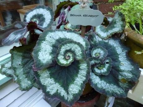 swirling leaves of begonia escargot