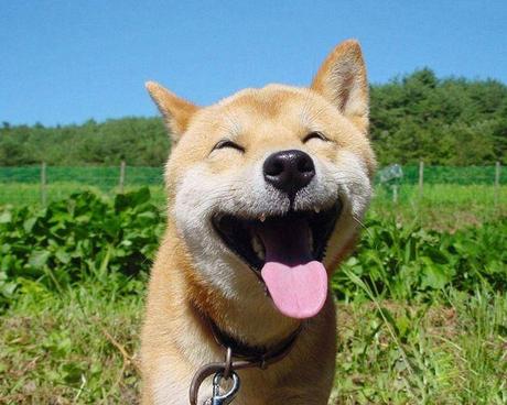 smiling dog