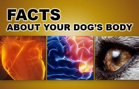 INFOGRAPHIC: Important Facts About Your DOG'S Body