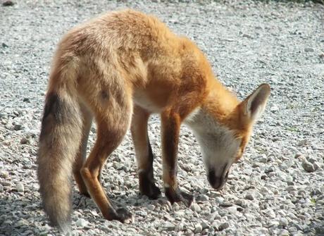 Red Fox at Montreal Botanical Garden - Frame To Frame Bob & Jean